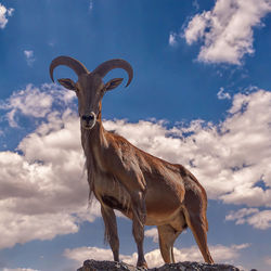 Low angle view of horse standing against sky