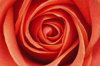 Close-up of red rose