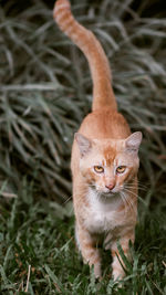 Portrait of cat sitting outdoors