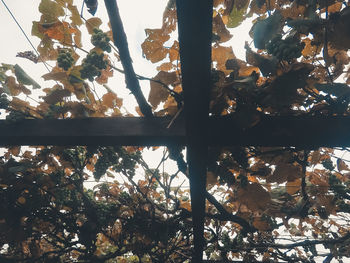 Low angle view of tree against sky