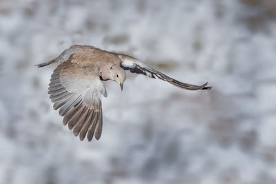 Close-up of seagull flying