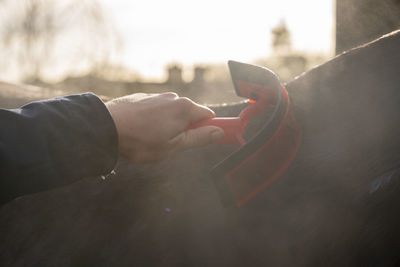 Close-up of hand cleaning horse