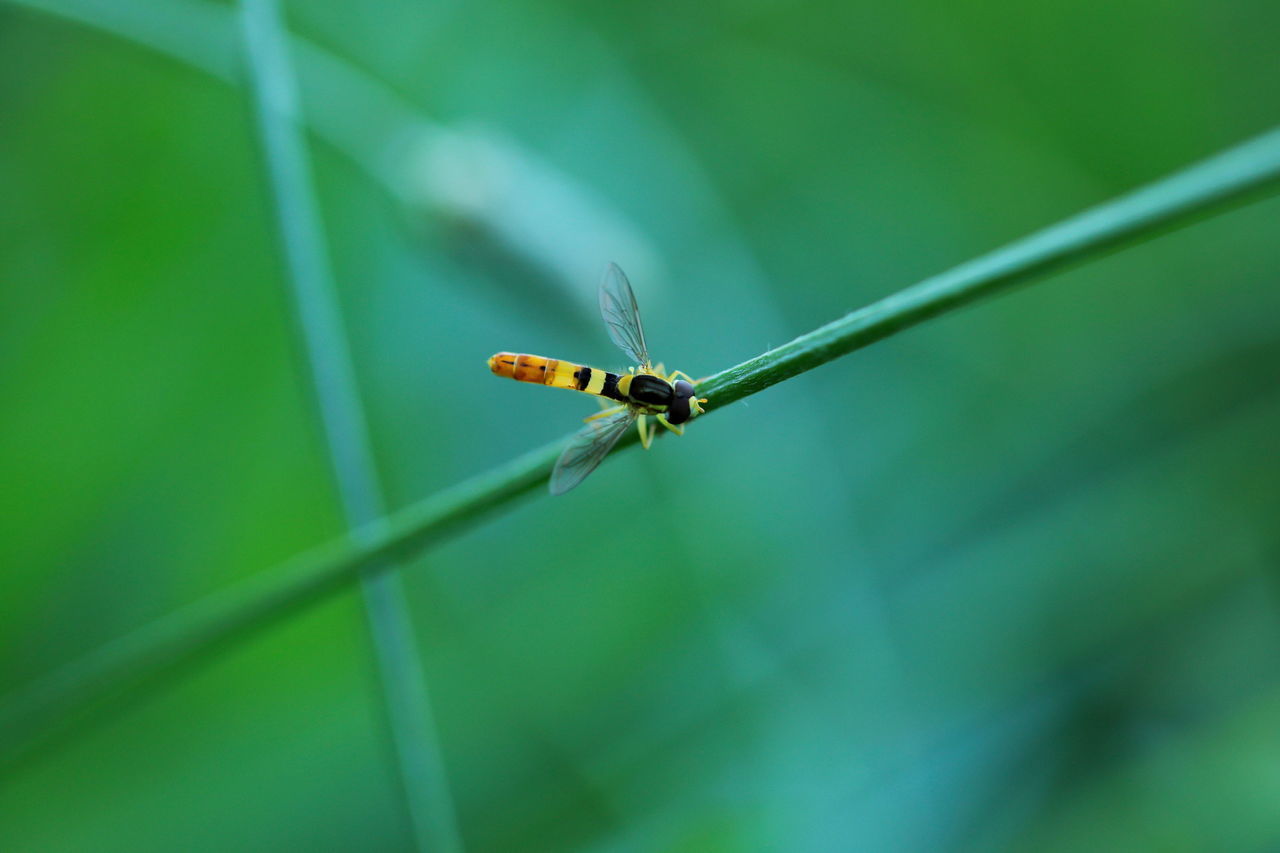 INSECT ON LEAF