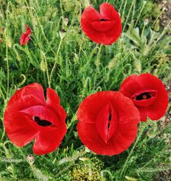 Close-up of red poppy blooming in field