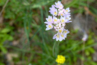 Close-up of white flowering plant