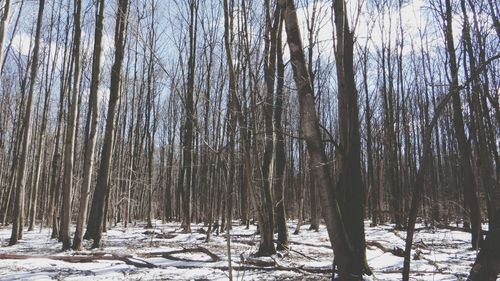 Trees in forest during winter