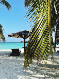 Palm trees on beach against sky