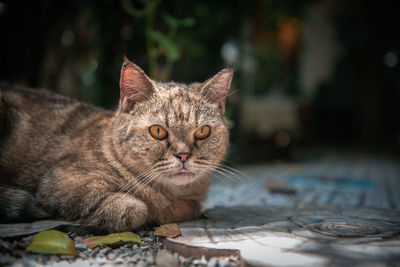 Bengal cat lying on floor and look at camera, pet and animal concept