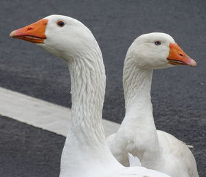 Close-up of geese on road
