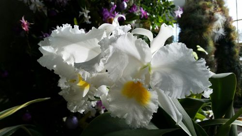 Close-up of white flowers