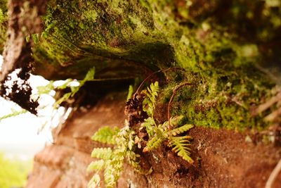 Close-up of insect on tree trunk