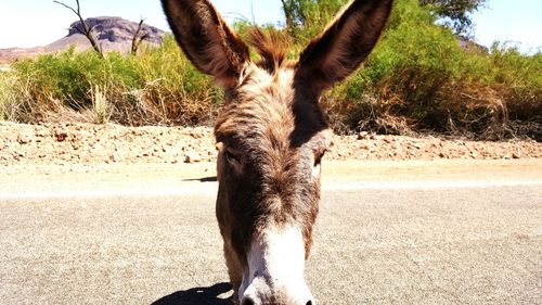 Close-up of donkey standing on road