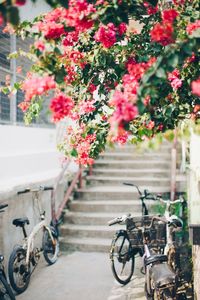 Bicycle parked by plants