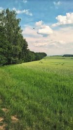 Scenic view of field against sky