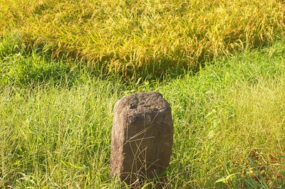 Close-up of grass on field