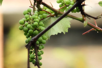 Close-up of grapes growing in vineyard