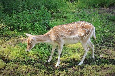 Side view of deer on field