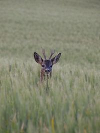 View of deer on field