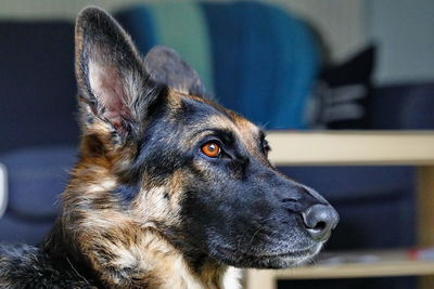 Close-up of dog looking away at home