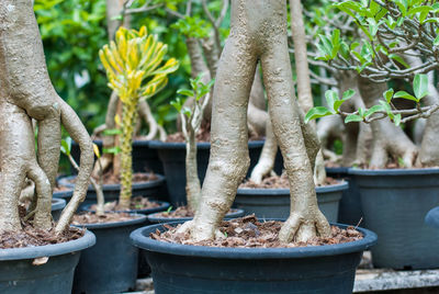 Close-up of potted plants in yard