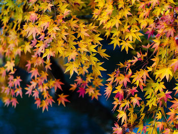 Close-up of maple leaves