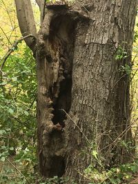 View of a tree trunk in the forest