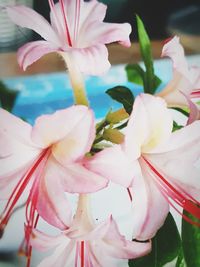 Close-up of pink flowering plant