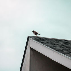 Low angle view of bird perching on building against sky
