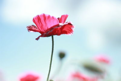 Close-up of pink flowering plant