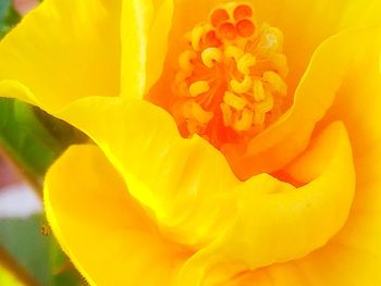 Macro shot of yellow rose flower