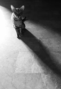 Low section of person with dog on floor