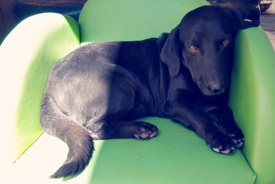 Close-up portrait of black dog resting