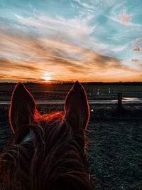 Close-up of a horse on field against sunset sky
