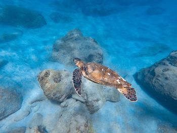 Turtle swimming in sea