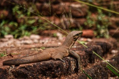 Close-up of lizard on land