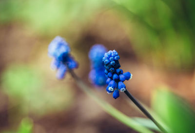 Close-up of purple flowering plant