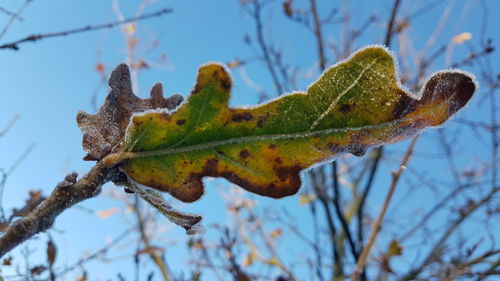 Low angle view of leaf on tree branch