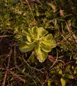 Close-up of flowering plant on field