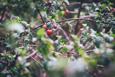 Close-up of berries growing on tree