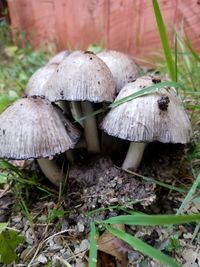 Close-up of mushroom growing on field