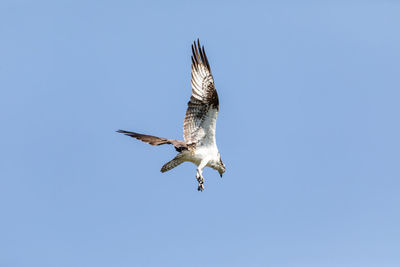 Low angle view of eagle flying in sky