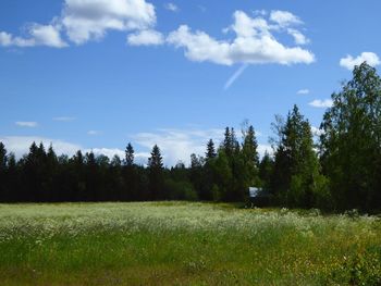 Trees on field against sky