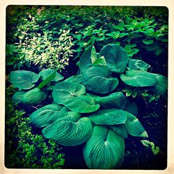 Full frame shot of green leaves