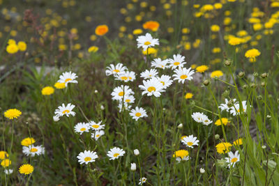 Close-up of cosmos flowers blooming in field