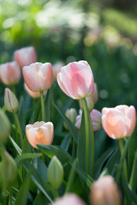 Close-up of pink tulips