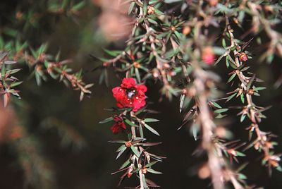 Close-up of red flowering plant