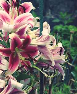 Close-up of day lily blooming outdoors