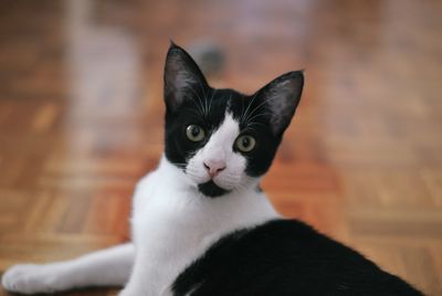 Close-up portrait of black cat sitting