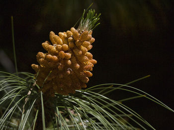 Close-up of plant at night