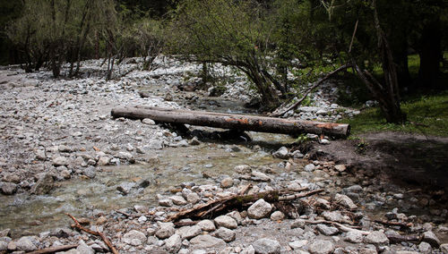 Abandoned log in forest